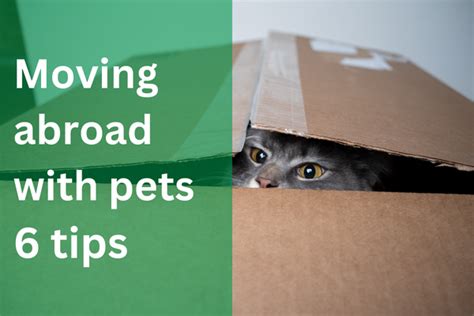 how to move abroad with pets|pet moves abroad website.